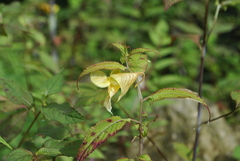 Impatiens soulieana