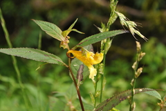 Impatiens tortisepala