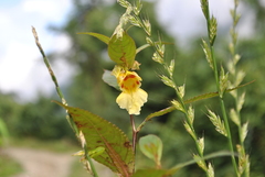 Impatiens tortisepala