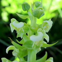 Pterygodium volucris