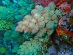 Eunephthya thyrsoidea