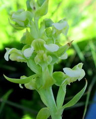 Pterygodium volucris