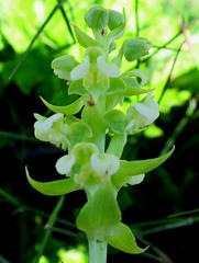 Pterygodium volucris