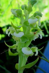 Pterygodium volucris