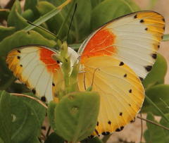 Belenois thysa thysa
