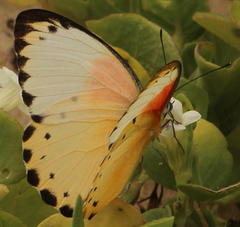 Belenois thysa thysa
