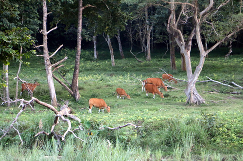 Bos javanicus