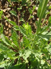 Nidorella podocephala