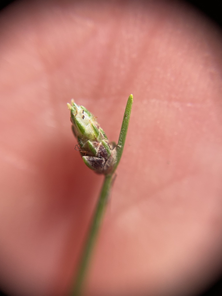 Isolepis cernua