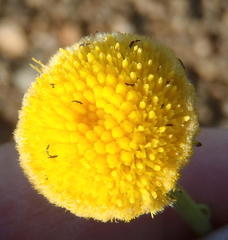 Nidorella podocephala