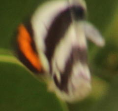 Colotis euippe omphale