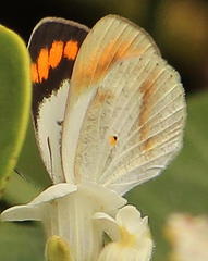 Colotis euippe omphale