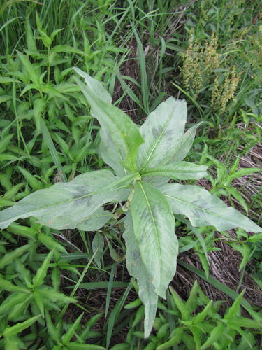 Senegalese Knotgrass