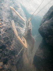 Macrobrachium equidens