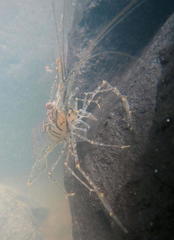 Macrobrachium equidens