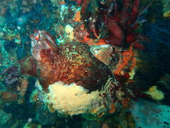 Pyura stolonifera