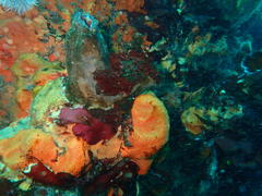 Pyura stolonifera