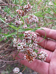 Crassula pruinosa