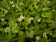 Ranunculus omiophyllus