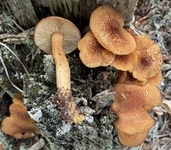 Tricholomopsis formosa