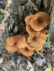 Tricholomopsis formosa