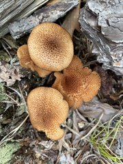 Tricholomopsis formosa