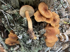 Tricholomopsis formosa