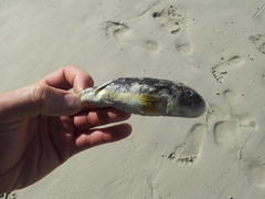 Amblyrhynchote honckenii