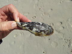 Amblyrhynchote honckenii