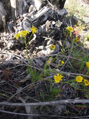 Senecio littoreus littoreus