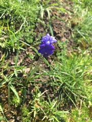 Muscari armeniacum