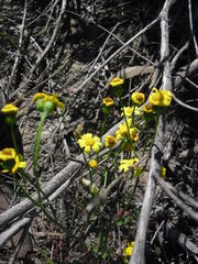 Senecio littoreus littoreus