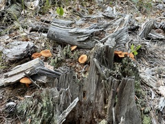 Tricholomopsis formosa