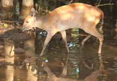 Cephalophorus natalensis natalensis