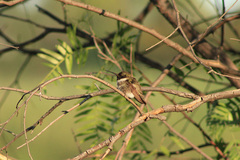 Archilochus alexandri