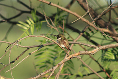 Archilochus alexandri