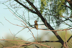 Archilochus alexandri