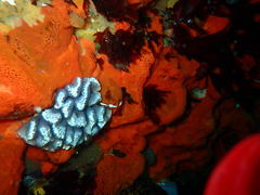Sycozoa arborescens