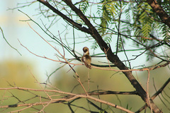 Archilochus alexandri