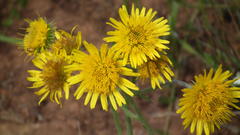 Berkheya setifera