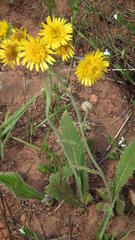 Berkheya setifera