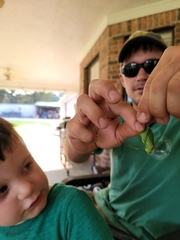 Pterophylla camellifolia