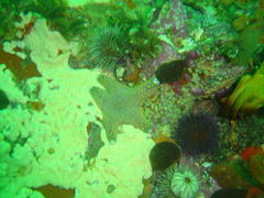 Callopatiria formosa