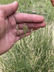 Brickellia eupatorioides chlorolepis