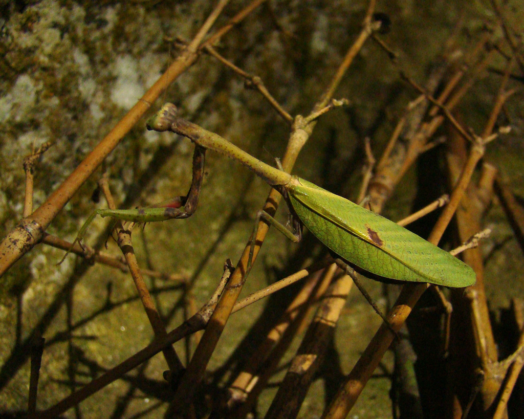 Parastagmatoptera unipunctata
