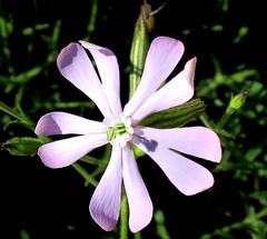 Silene undulata undulata