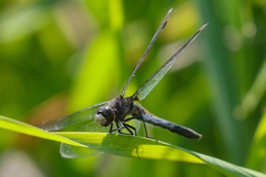 Leucorrhinia intacta