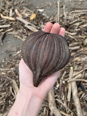 Pelliciera rhizophorae