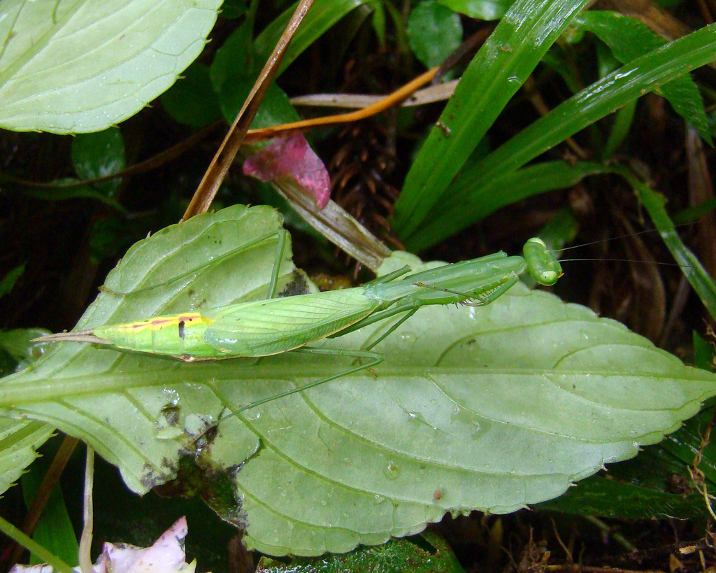 Hicetia breviceps