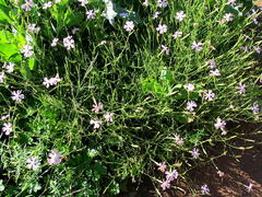 Silene undulata undulata
